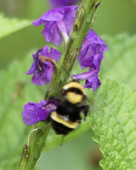 Bombus transversalis
