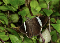 Autochton bipunctatus