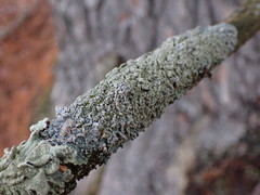 Punctelia perreticulata