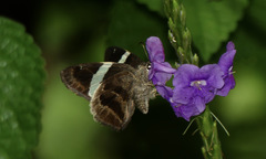 Autochton bipunctatus