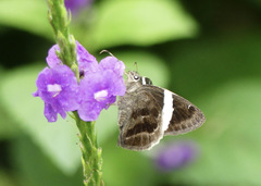 Autochton bipunctatus