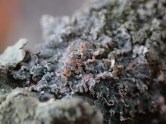 Punctelia perreticulata