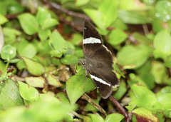 Autochton bipunctatus