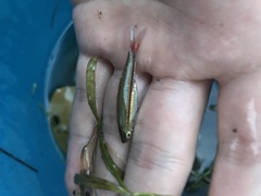 Rasbora borapetensis