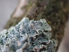 Punctelia perreticulata