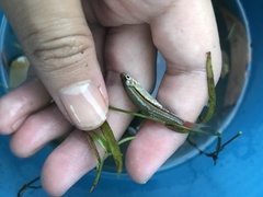 Rasbora borapetensis