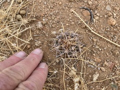 Coryphantha robustispina uncinata