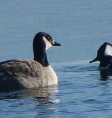 Branta hutchinsii hutchinsii