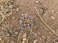 Coryphantha robustispina uncinata
