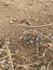 Coryphantha robustispina uncinata