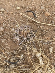 Coryphantha robustispina uncinata