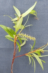 Salix arbusculoides