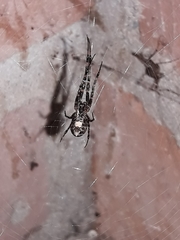 Azilia affinis