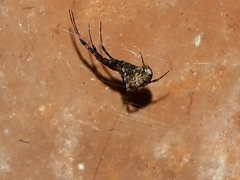 Azilia affinis