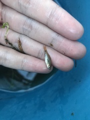 Osteochilus vittatus