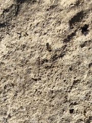 Dasymutilla eminentia