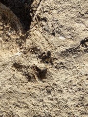 Dasymutilla eminentia