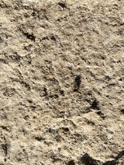 Dasymutilla eminentia