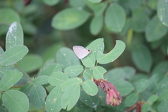 Polyommatini