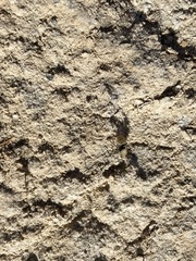 Dasymutilla eminentia