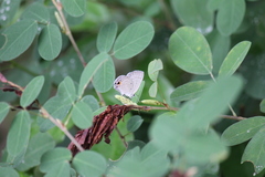 Polyommatini