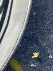 Spissistilus festinus