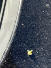 Spissistilus festinus