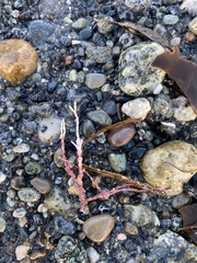 Calliarthron tuberculosum