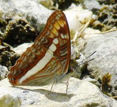 Adelpha alala alala
