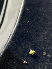 Spissistilus festinus