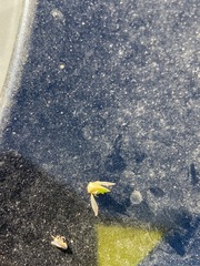 Spissistilus festinus