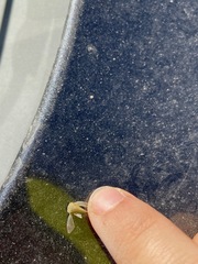 Spissistilus festinus