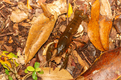 Samastacus spinifrons