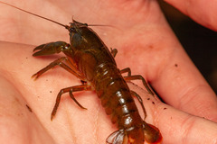 Samastacus spinifrons