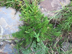 Conradina verticillata