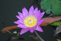 Nymphaea