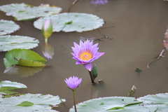 Nymphaea