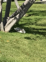 Anas platyrhynchos domesticus