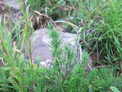 Conradina verticillata