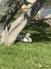 Anas platyrhynchos domesticus