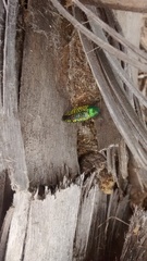 Buprestis confluenta