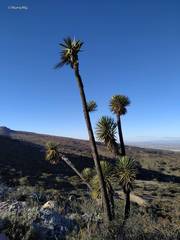 Yucca decipiens