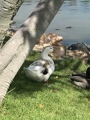 Anas platyrhynchos domesticus