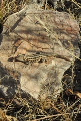 Sceloporus brownorum