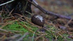 Lycoperdon nigrescens