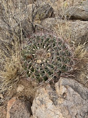 Ferocactus wislizeni