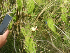 Opuntia arechavaletae