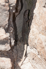 Liolaemus nigroviridis