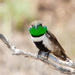 White-sided Hillstar - Photo (c) Ariel Cabrera Foix, some rights reserved (CC BY-NC-SA), uploaded by Ariel Cabrera Foix