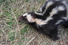 Spilogale angustifrons